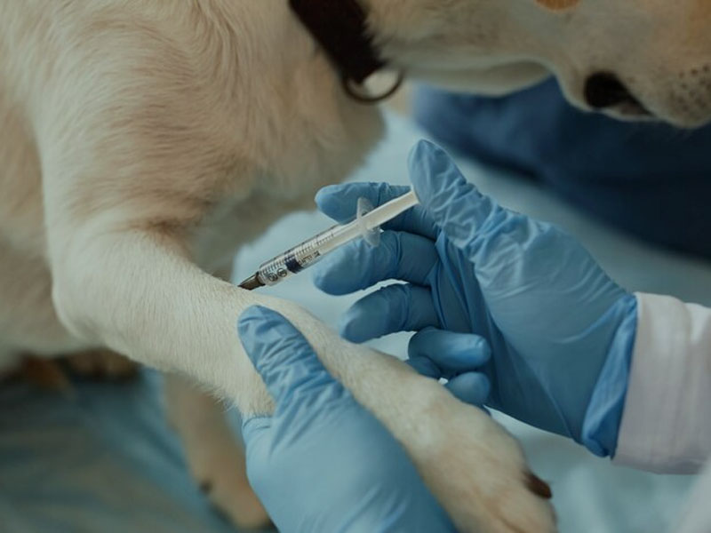 AIM Vaccine annuntiat Ultimas datas Preclinical Datas variant Rabies Vaccine in 