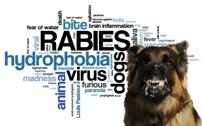 Consensus Peritus de Prophylaxis Rabies Post-Expositionis in Liberi (2025 Edition)
